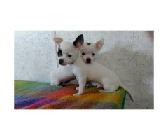 Chihuahua tiny puppies - 6