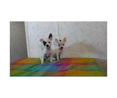 Chihuahua tiny puppies - 7