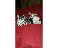 3 male tiny chihuahua puppies available