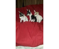 3 male tiny chihuahua puppies available - 2
