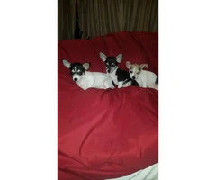3 male tiny chihuahua puppies available - 3