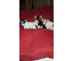 3 male tiny chihuahua puppies available - 4