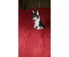 3 male tiny chihuahua puppies available - 5