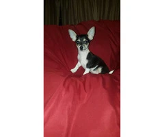 3 male tiny chihuahua puppies available - 6