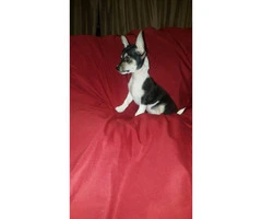 3 male tiny chihuahua puppies available - 7