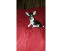 3 male tiny chihuahua puppies available - 8
