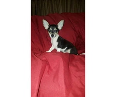 3 male tiny chihuahua puppies available - 9