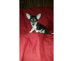 3 male tiny chihuahua puppies available - 10