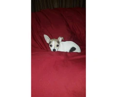 3 male tiny chihuahua puppies available - 11