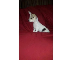 3 male tiny chihuahua puppies available - 12