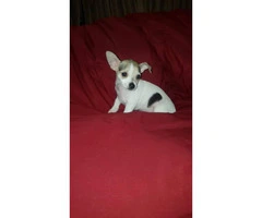 3 male tiny chihuahua puppies available - 13