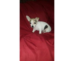 3 male tiny chihuahua puppies available - 14