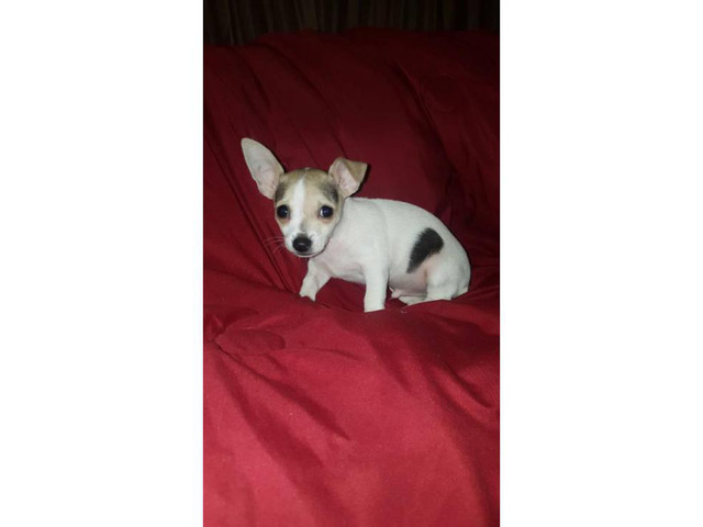 3 male tiny chihuahua puppies available in Dallas, Texas
