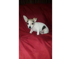 3 male tiny chihuahua puppies available - 15