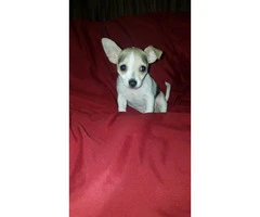 3 male tiny chihuahua puppies available - 16