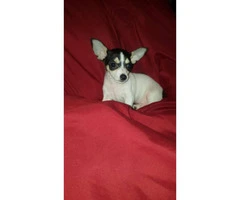 3 male tiny chihuahua puppies available - 17