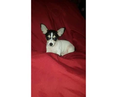 3 male tiny chihuahua puppies available - 18
