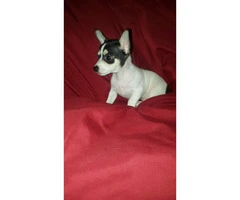 3 male tiny chihuahua puppies available - 19