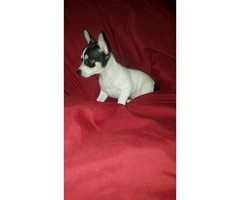 3 male tiny chihuahua puppies available - 20