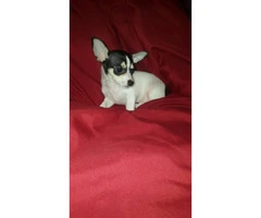 3 male tiny chihuahua puppies available - 21