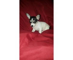 3 male tiny chihuahua puppies available - 22