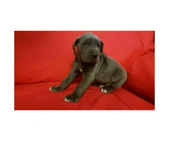 Blue Great Dane puppies for sale