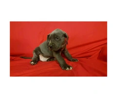 Blue Great Dane puppies for sale - 3