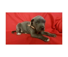 Blue Great Dane puppies for sale - 5