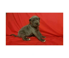 Blue Great Dane puppies for sale - 7