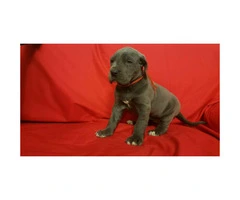 Blue Great Dane puppies for sale - 8