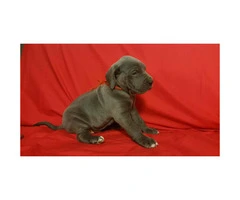 Blue Great Dane puppies for sale - 9