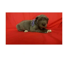 Blue Great Dane puppies for sale - 10