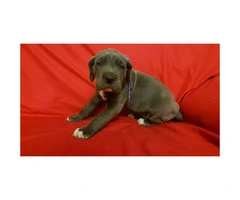 Blue Great Dane puppies for sale - 11