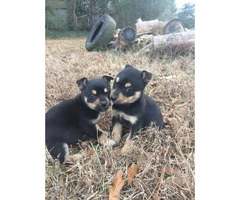 9 weeks old Corgi Puppies for Sale - 1