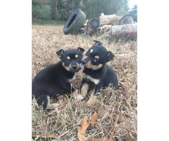 9 weeks old Corgi Puppies for Sale - 2