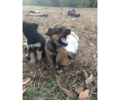 9 weeks old Corgi Puppies for Sale - 8