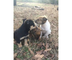 9 weeks old Corgi Puppies for Sale - 9