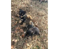 9 weeks old Corgi Puppies for Sale - 10