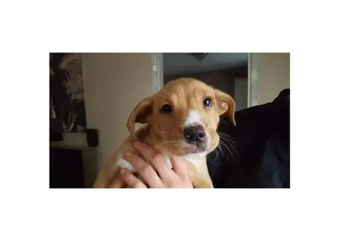 12 weeks old Bull terrier for sale -  4  puppies are ready to go