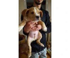 12 weeks old Bull terrier for sale -  4  puppies are ready to go