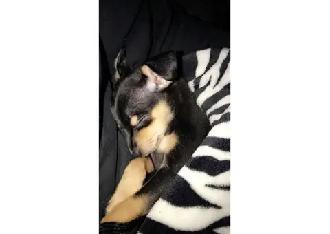 Male Chorkie puppy available