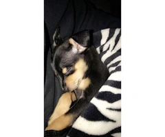 Male Chorkie puppy available