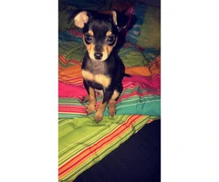 Male Chorkie puppy available - 3