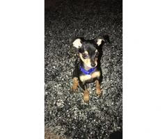 Male Chorkie puppy available - 4