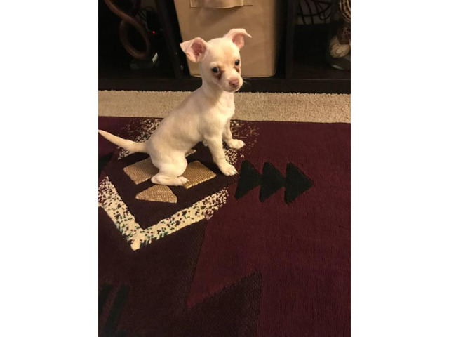 10 weeks old male chihuahua puppy for sale in Indianapolis