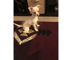 10 weeks old male chihuahua puppy for sale - 2