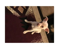 10 weeks old male chihuahua puppy for sale - 3