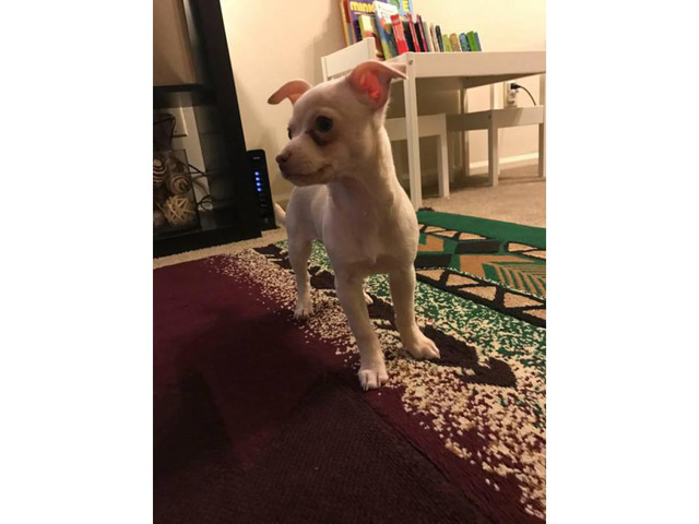 10 weeks old male chihuahua puppy for sale in Indianapolis