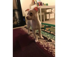 10 weeks old male chihuahua puppy for sale - 4
