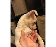 10 weeks old male chihuahua puppy for sale - 5